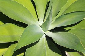 agave-plant-GettyImages-695967722