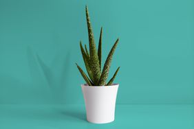 aloe vera potted plant