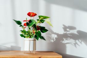 anthurium houseplant