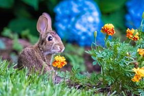 Rabbit in the garden surrounded by hydrangeas and marigolds