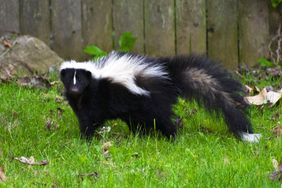 skunk in a yard