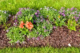 Flower flowerbed in the garden with mulch