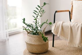 best-indoor-plants-realsimple-GettyImages-1342395992