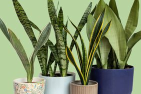 care-for-snake-plants-GettyImages-1449761262