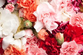 Close up of various carnation flowers in shades of pink, red, white, and orange