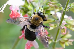 Xylocopa virginica - Common carpenter bee