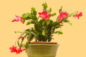 christmas-cactus-GettyImages-115874264