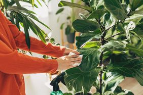 Woman sprays plants in flower pots with clean water from bottle. Closeup hand with sprayer. Caring for houseplants home, growing vegetable garden on windowsill. Plant lovers, home gardening