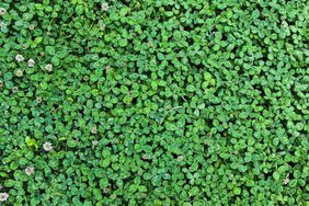 A clover lawn