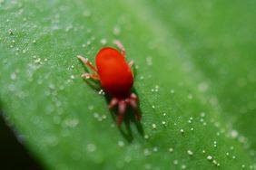 (Bryobia praetiosa) The Clover mite is .75-.85 mm in length and are red in color. They are arachnids. They feed on plants like lawn grasses, flowers, clover, dandelions, daffodils and strawberries. An interesting fact this species reproduces parthenogenetically. The eggs do need to be fertilized.