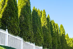 cypress trees