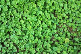 dichondra repens