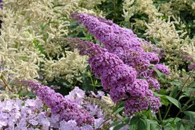 Purple Buddleja butterfly bush in flower.