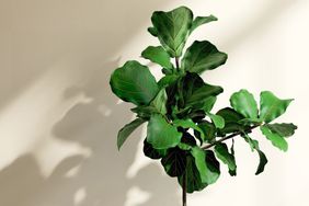 fiddle-leaf-fig-realsimple-GettyImages-1441288196