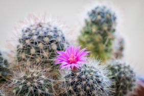 A flowering mammillaria hahniana, subspecies woodsii, also known as old lady pincushion, and birthday cake cactus, in a planter by a window.