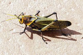 The large Lubber Grasshopper is native to Arizona and the southwest, and has striking colors, patterns and designs decoriting his huge body.