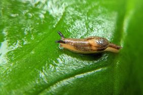 small and tiny snails on taro leaves