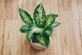 Dieffenbachia plant