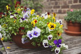 pansies in container