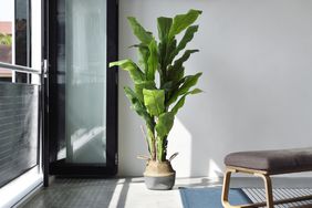 grow-palm-indoors-GettyImages-1457053622