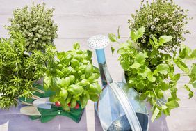 Still life of potted fresh herbs, watering can shovel and garden gloves on wooden background in summer