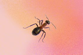 how-to-get-rid-of-ants-permanently-no-shadow-GettyImages-90785416