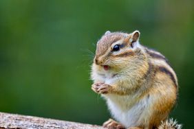 how-to-get-rid-of-chipmunks-GettyImages-2162115358