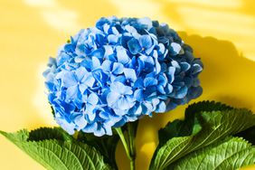 Hydrangea flower on a trendy color background.Copy space