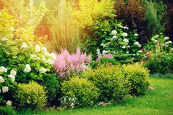 Hydrangea and astilbe in beautiful garden