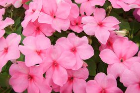 Pink Impatiens flowers