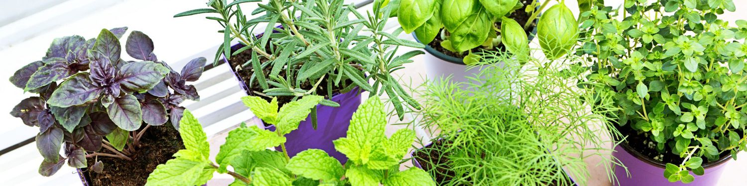 Variety of house plants in pots