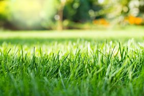 lawn in the summer sun