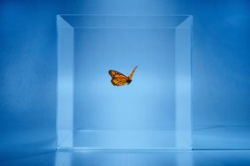 butterfly trapped in glass box