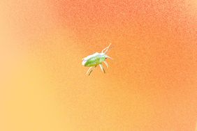 aphid on background