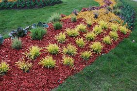 Molinia caerulea 'Variegata' on the flower bed, sprinkler with red dyed mulch. Ornamental plants for landscaping.