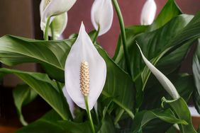 peace-lily-GettyImages-1302923247