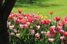 Pink petals illuminated in sunlight 