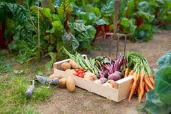 harvesting vegetables