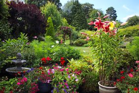 garden in July with tall lilies and other flowers in pots on patio, lawn, rose arch and trees