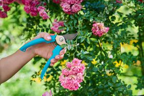 prunning-shears-GettyImages-1414981625