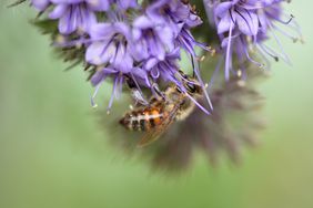 bee on purple flower