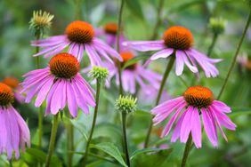 purple coneflower