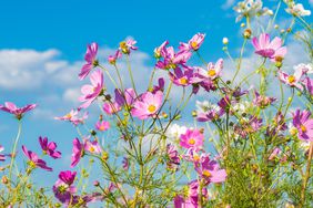 cosmos in a garden