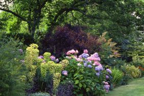 hydrangea in a shade garden