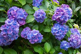 Hydrangeas