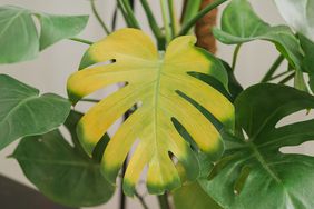 Monstera plant yellowing leaf. Yellow leaf on monstera plant. Overwatering or too little water for plant. Yellow sick monstera leaf, with pests and stains. Trouble in plant care. Leaves Turning Yellow