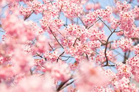 Cherry Blossoms in Spring