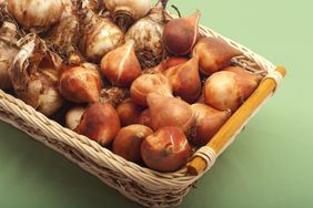 tulip bulbs in basket