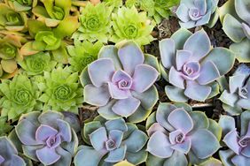 Miniature succulent plants in garden