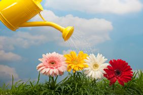 watering can and daisies